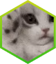 Cat Image